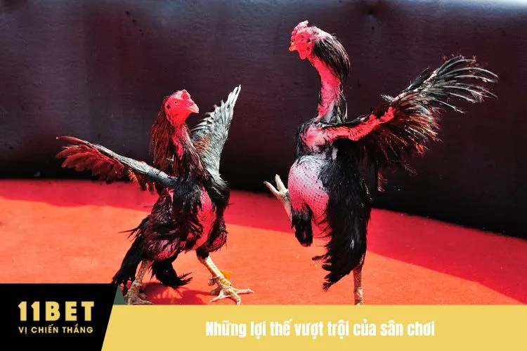 Những lợi thế vượt trội của sân chơi