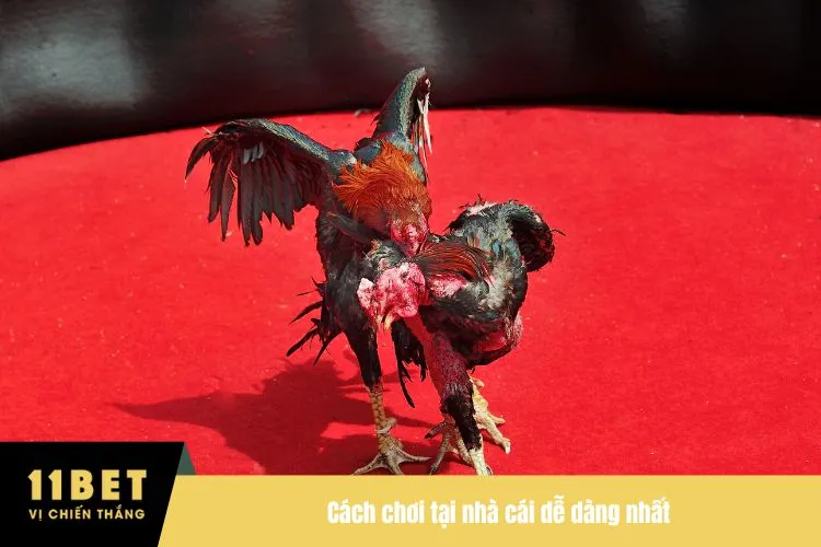 Cách chơi tại nhà cái dễ dàng nhất